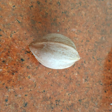 乌榄种子，黑橄榄，乌榄，工艺榄苗