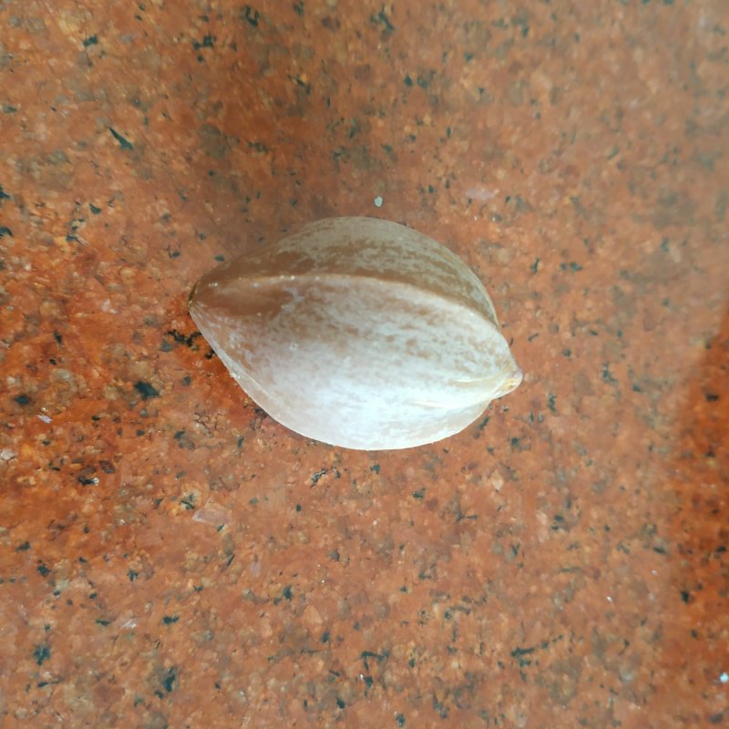乌榄种子，黑橄榄，乌榄，工艺榄苗