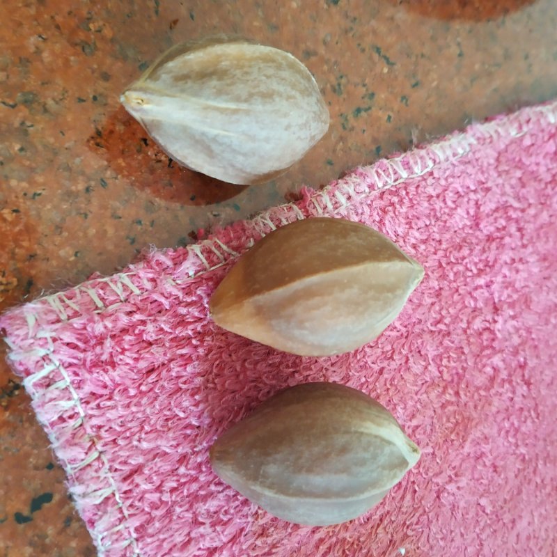 乌榄种子，黑橄榄，乌榄，工艺榄苗