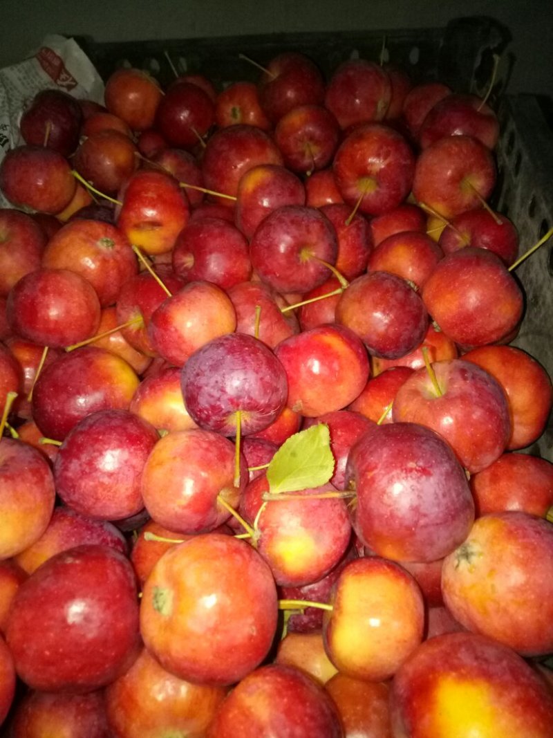 大量冷库沙果出售