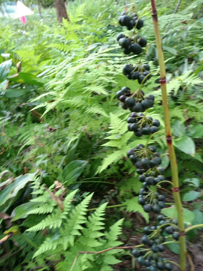 九华山多花甜黄精种子