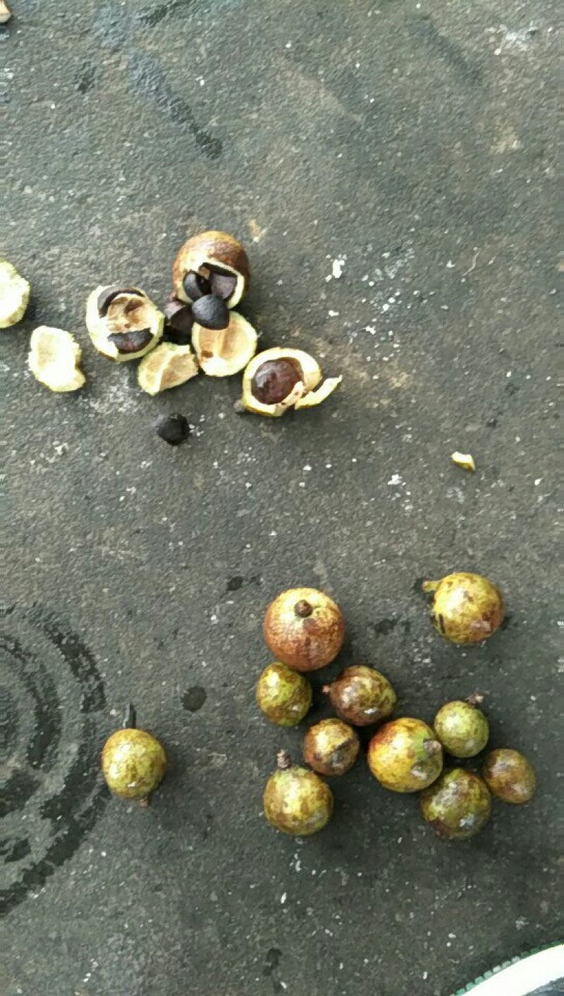 大量供应山茶油果，油茶籽