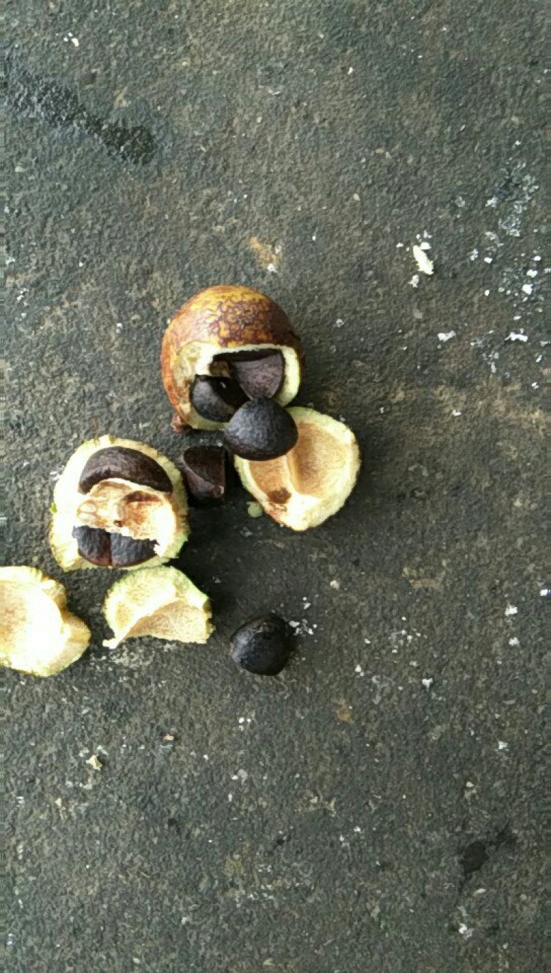 大量供应山茶油果，油茶籽
