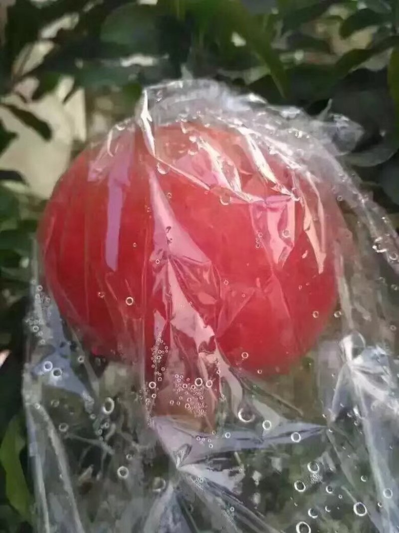 临潼石榴开始预售了，开始进园采欢迎各位老板前来骚扰