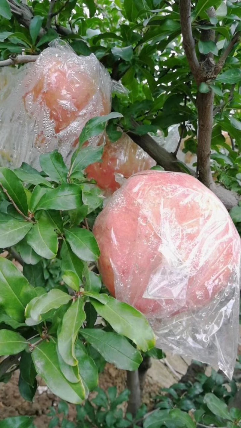 临潼石榴开始预售了，开始进园采欢迎各位老板前来骚扰