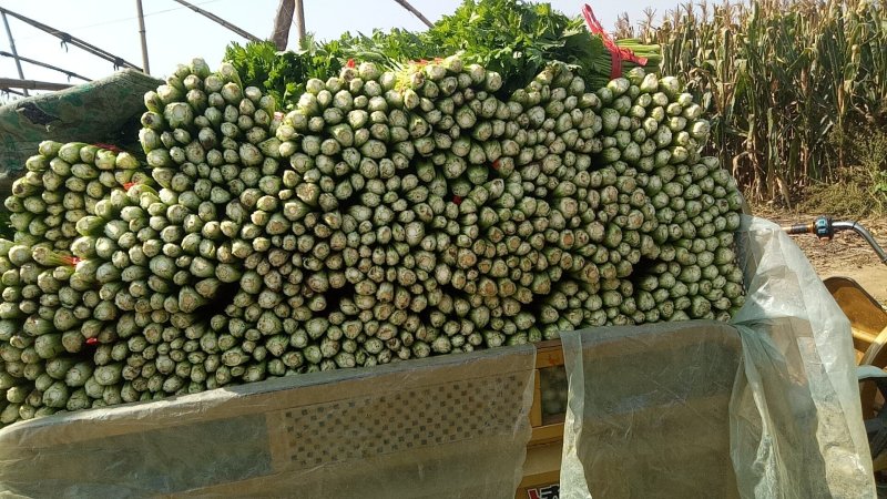 法国皇后芹菜