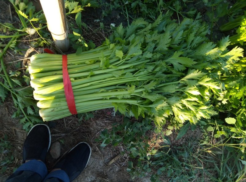 法国皇后芹菜