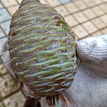 水杉种子梳子杉绿化观赏