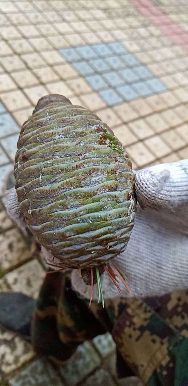 水杉种子梳子杉绿化观赏
