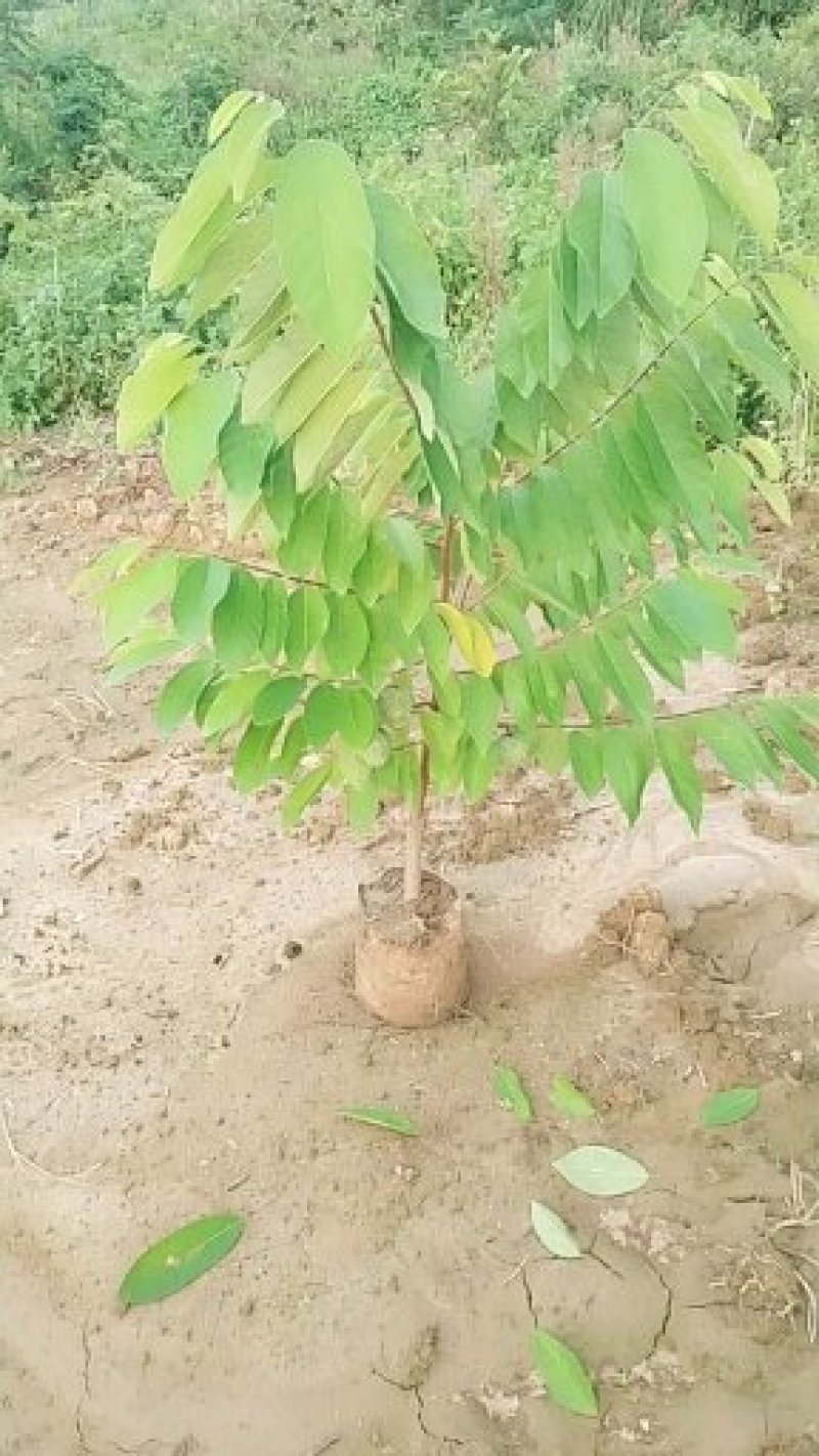 番荔枝苗释迦果苗土番荔枝苗中树带果树苗当年可挂果