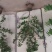 番荔枝苗释迦果苗土番荔枝苗中树带果树苗当年可挂果