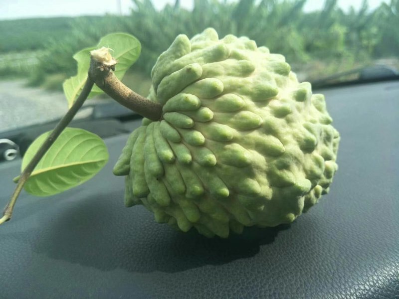 番荔枝苗释迦果苗土番荔枝苗中树带果树苗当年可挂果
