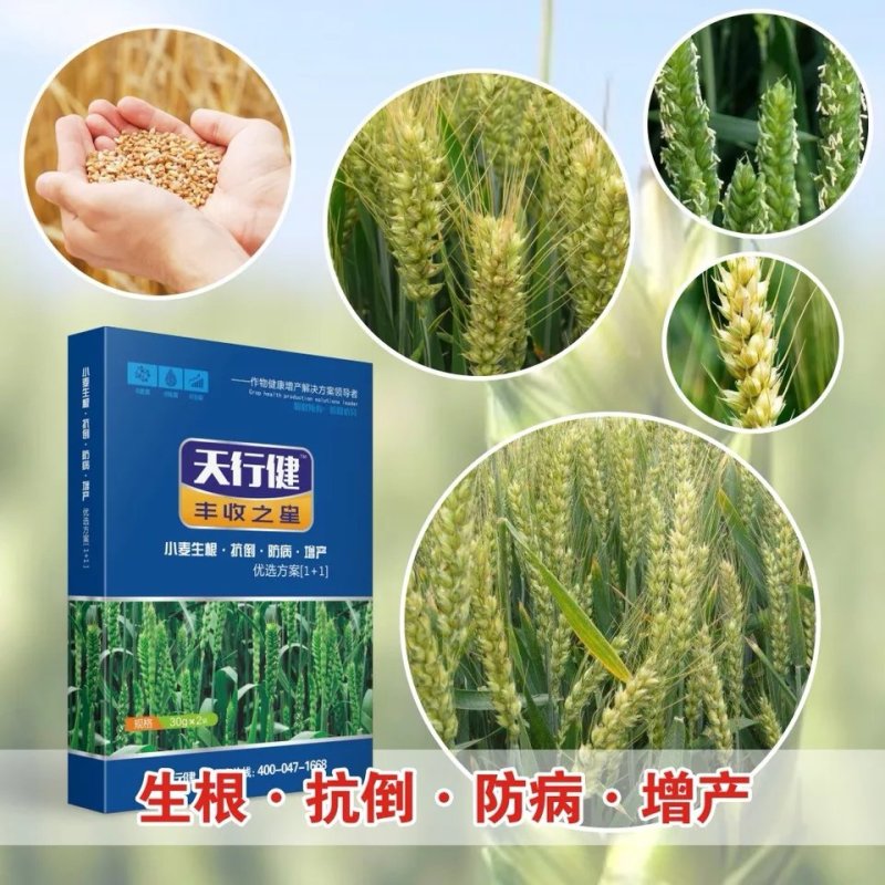 天行健丰收之星小麦叶面肥调节剂抗倒杀菌剂增产专用套餐