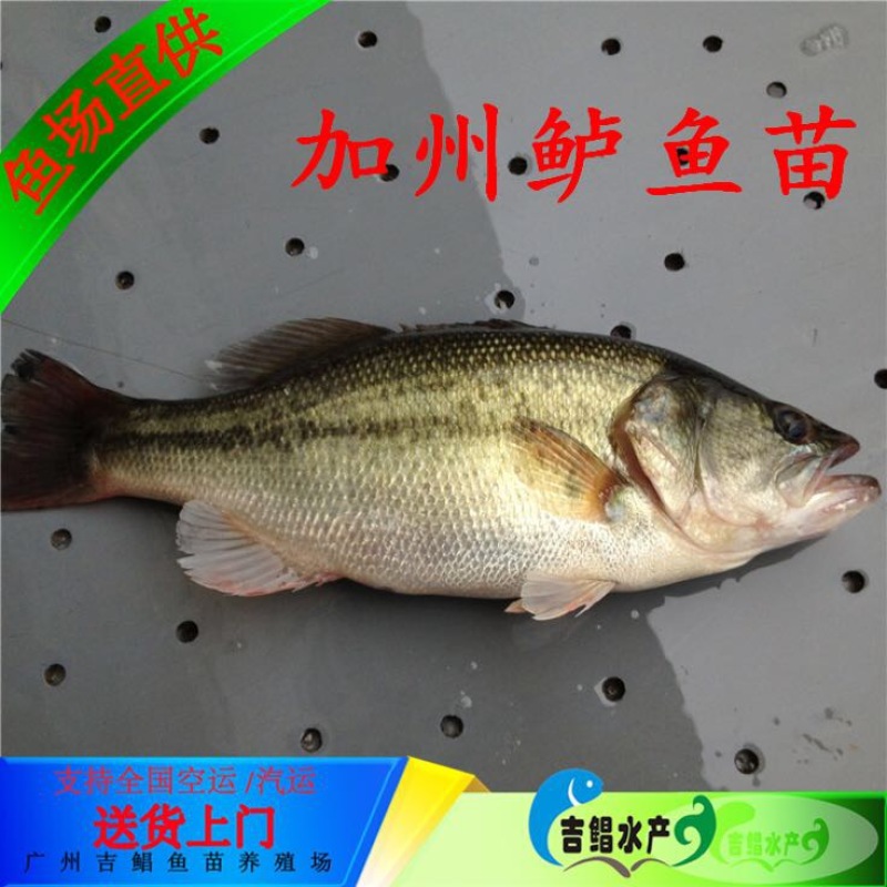 加州鲈鱼苗