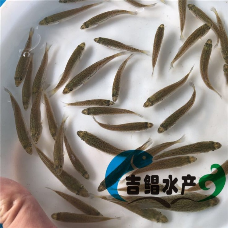 加州鲈鱼苗