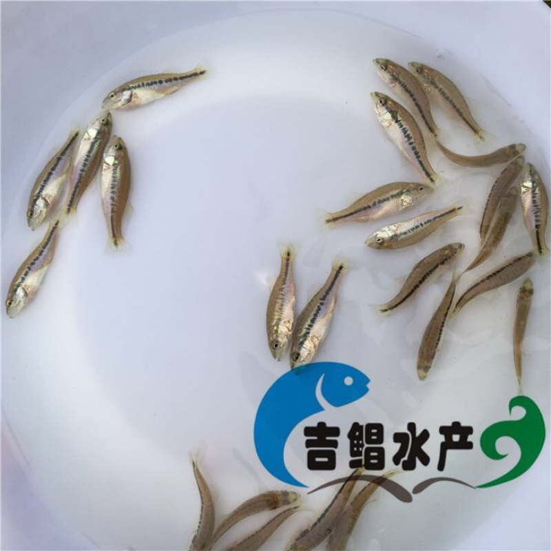 加州鲈鱼苗