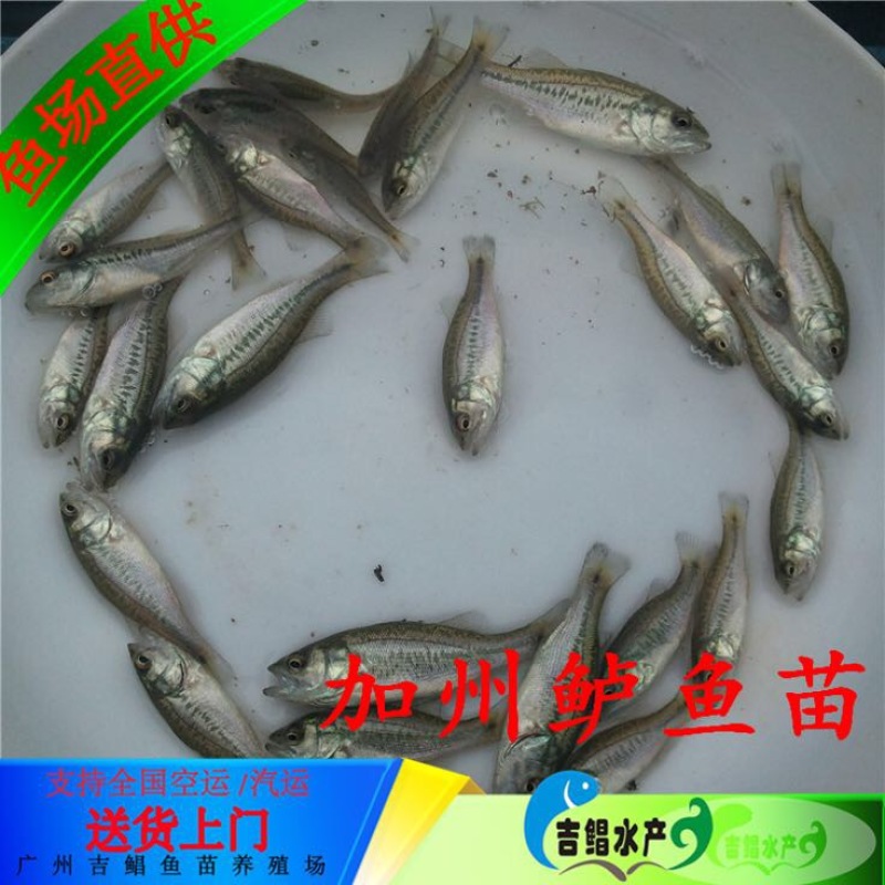 加州鲈鱼苗