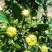 金丝皇菊