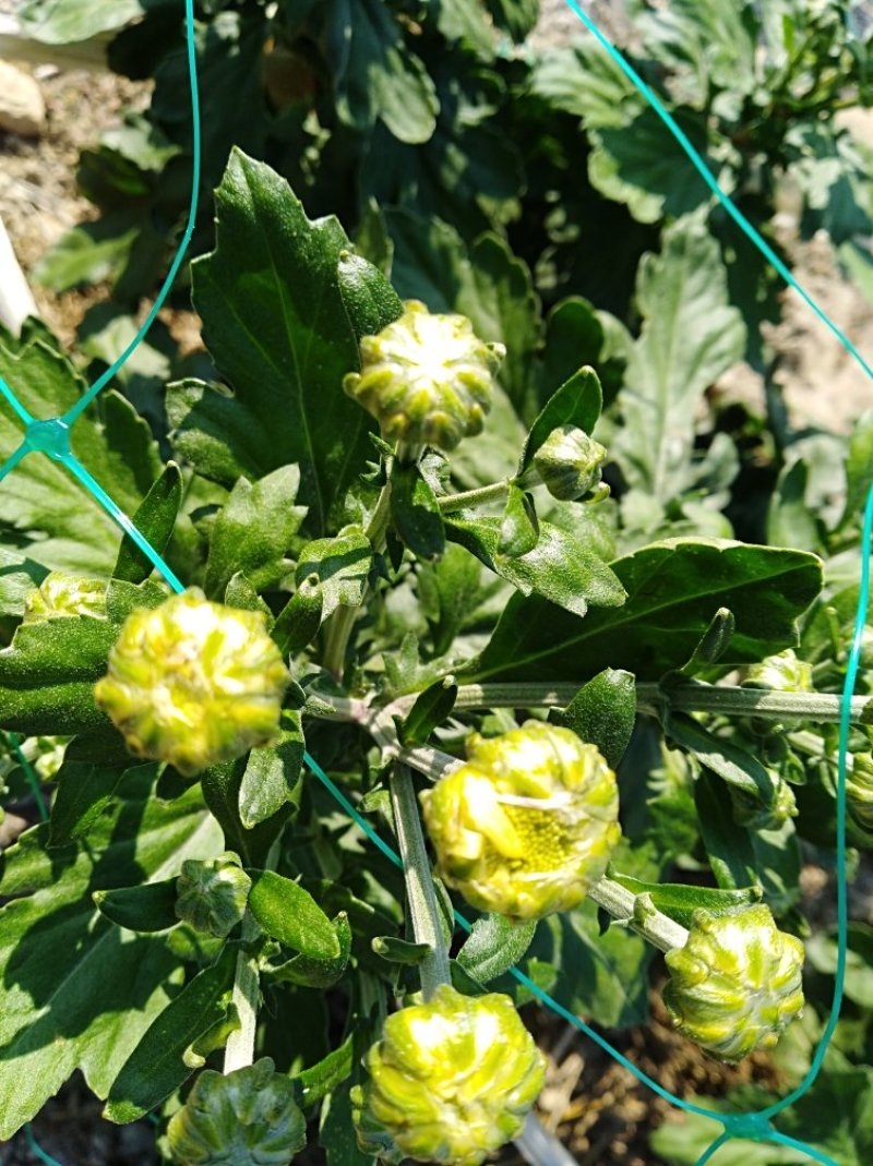 金丝皇菊