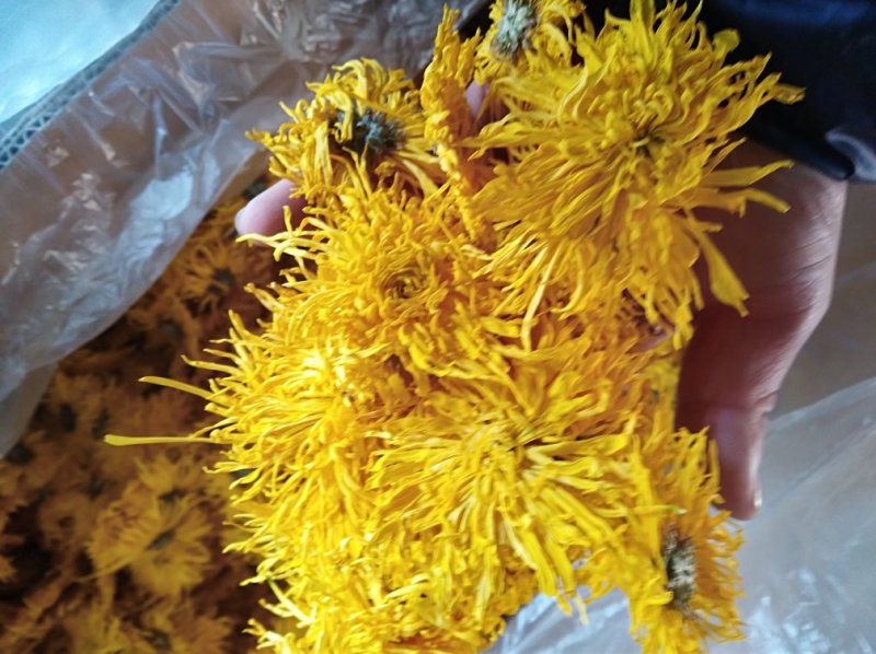 金丝皇菊