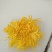 金丝皇菊