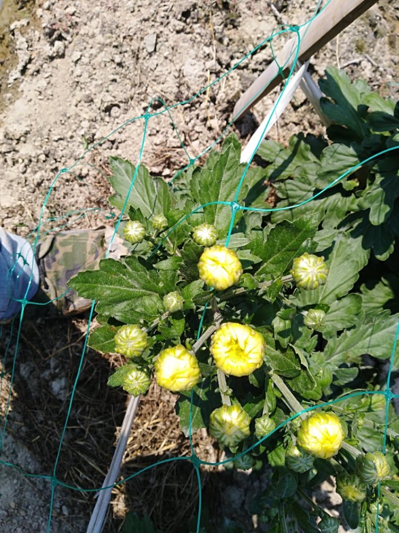 金丝皇菊