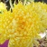金丝皇菊