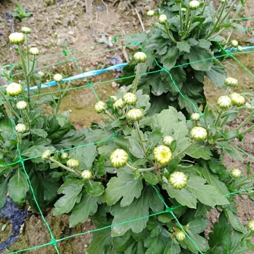 金丝皇菊