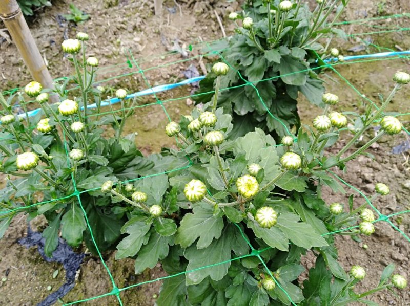 金丝皇菊