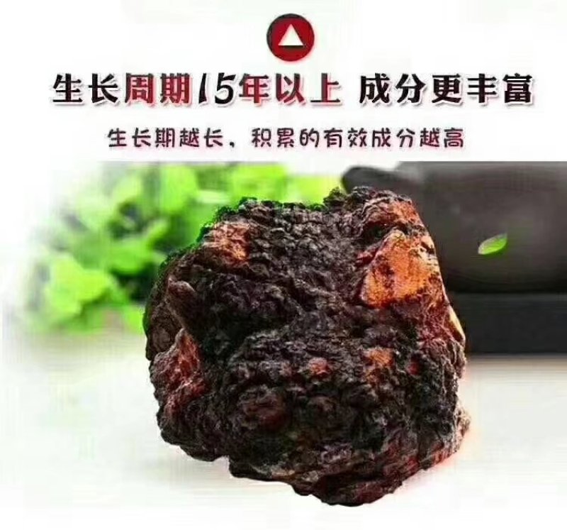 俄罗斯黑金桦树茸