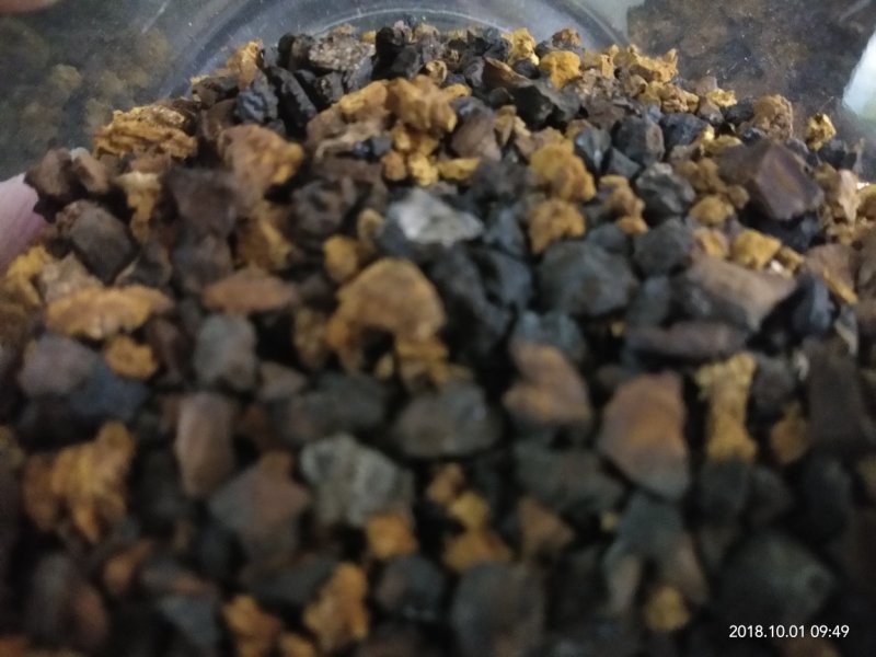 俄罗斯黑金桦树茸
