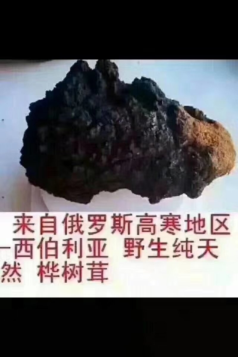 俄罗斯黑金桦树茸