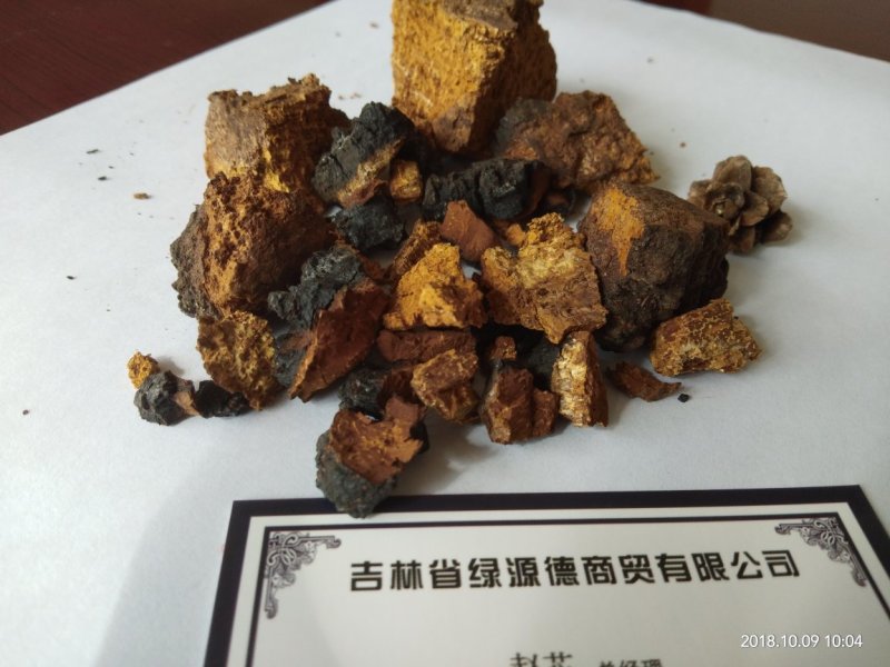 俄罗斯黑金桦树茸