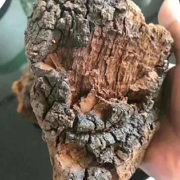 俄罗斯黑金桦树茸