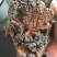 俄罗斯黑金桦树茸