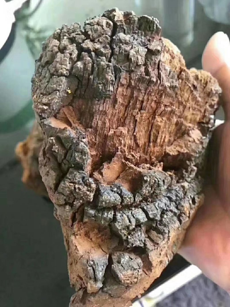 俄罗斯黑金桦树茸