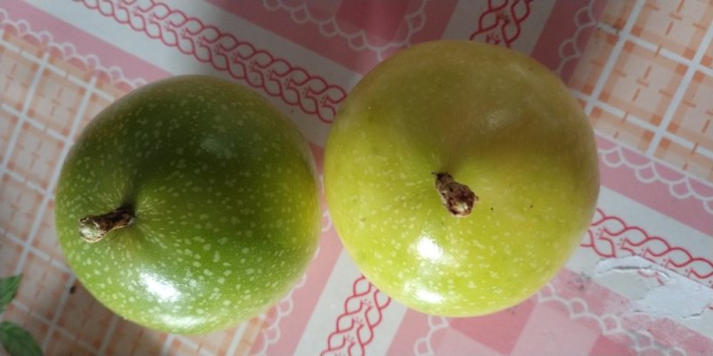黄金百香果苗，正品芭乐味早结果的良种苗