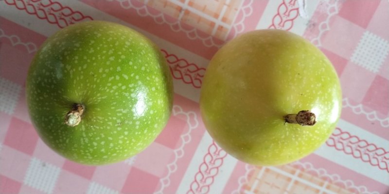 黄金百香果苗，正品芭乐味早结果的良种苗
