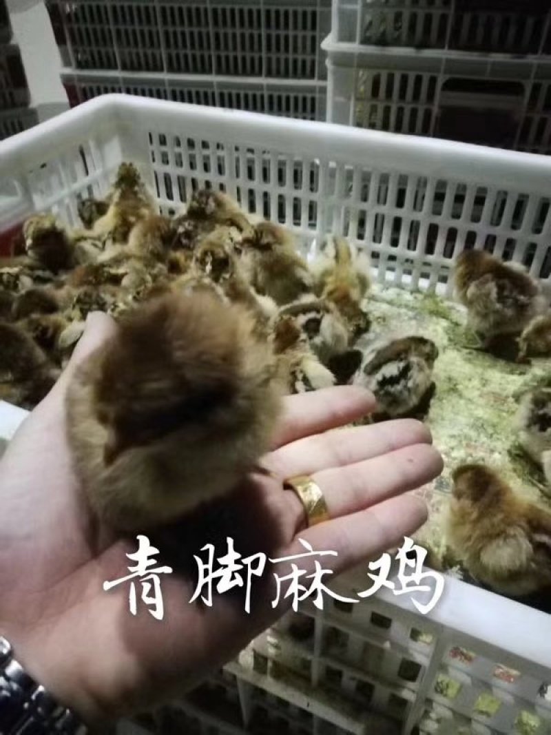 常年出售各种鸡鸭鹅苗高价回收成品