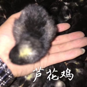 常年出售各种鸡鸭鹅苗高价回收成品