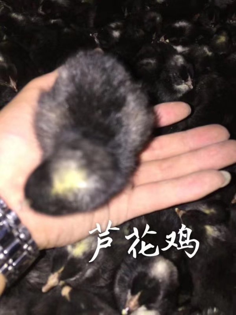 常年出售各种鸡鸭鹅苗高价回收成品