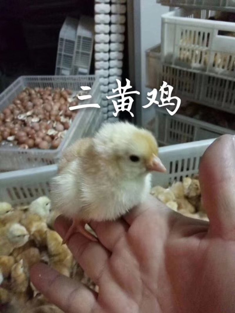 常年出售各种鸡鸭鹅苗高价回收成品