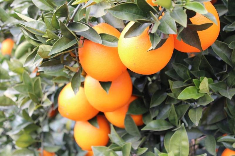 赣南脐橙鲜果，农家果园，有机种植，基地直供。