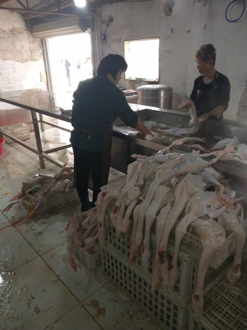 鹅，大白鹅，白条鹅，鹅副产品
