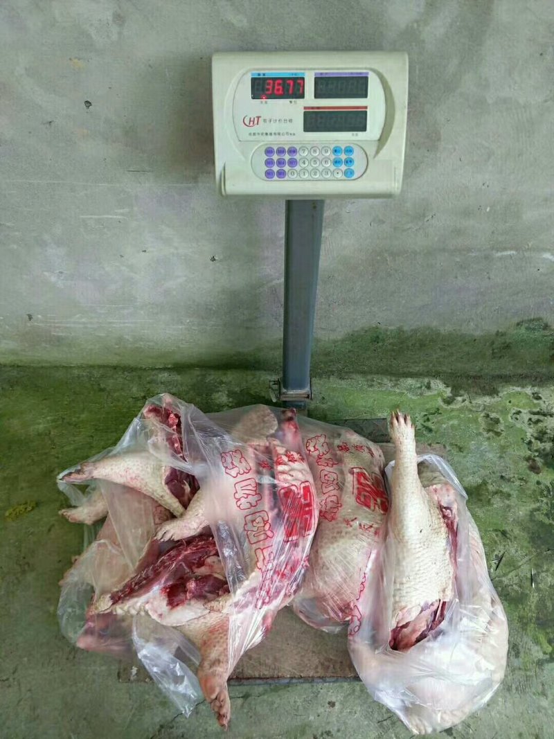 豪猪种苗！商品豪猪，豪猪腊肉等