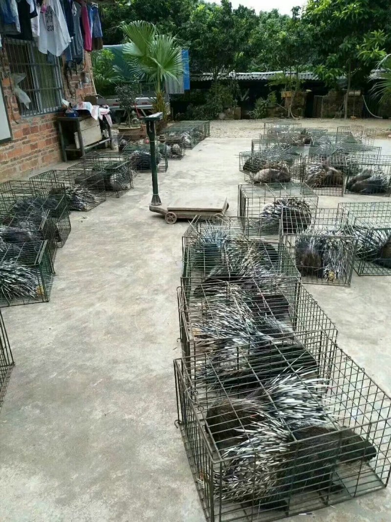 豪猪种苗！商品豪猪，豪猪腊肉等