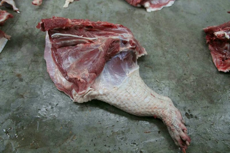 豪猪种苗！商品豪猪，豪猪腊肉等