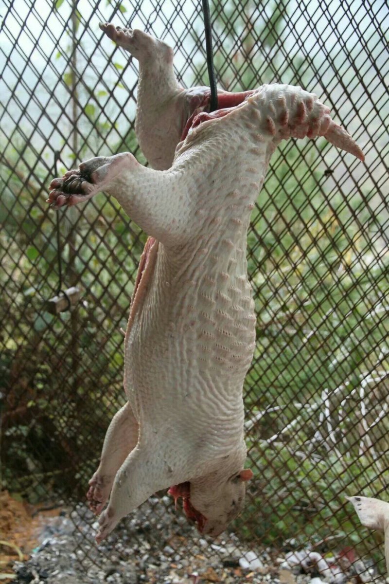 豪猪种苗！商品豪猪，豪猪腊肉等