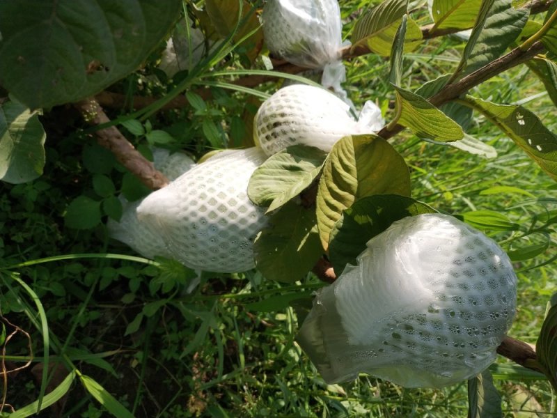 高产红心无籽芭乐苗，红宝石芭乐苗，番石榴苗