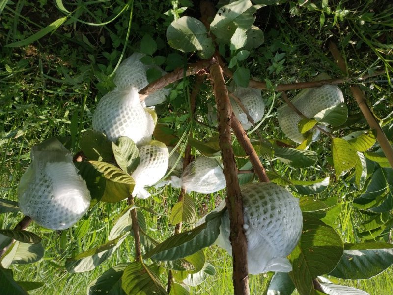 高产红心无籽芭乐苗，红宝石芭乐苗，番石榴苗